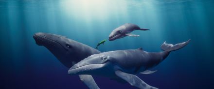 Velrybí píseň (4)